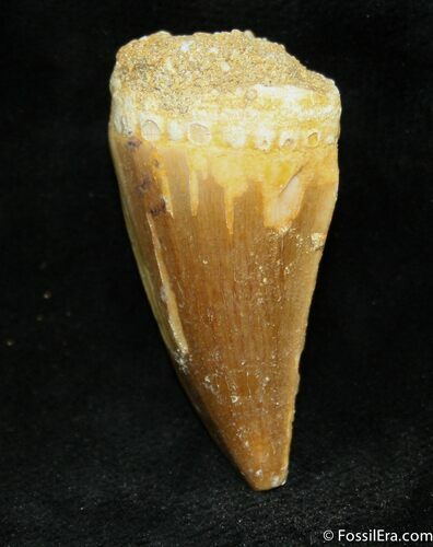 Inch Mosasaurus Tooth #981